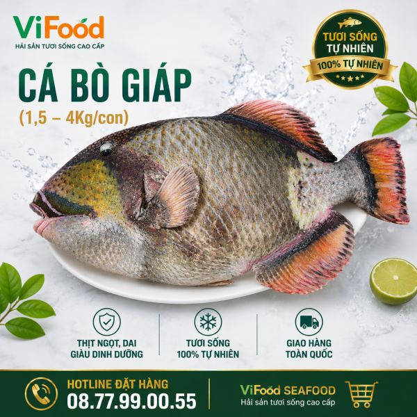 Cá Bò Giáp (1,5—4 kg)