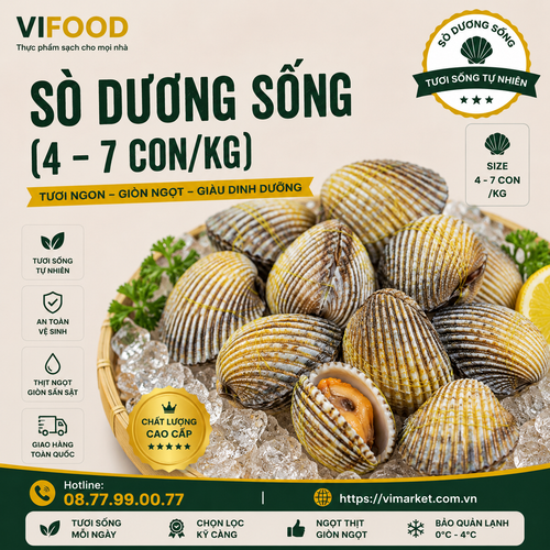 Sò Dương Sống 4–7 Con/Kg