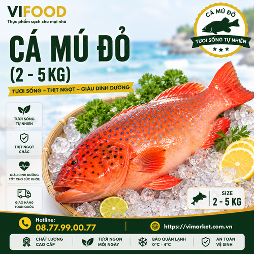 Cá Mú Đỏ 2–5Kg Tươi Sống