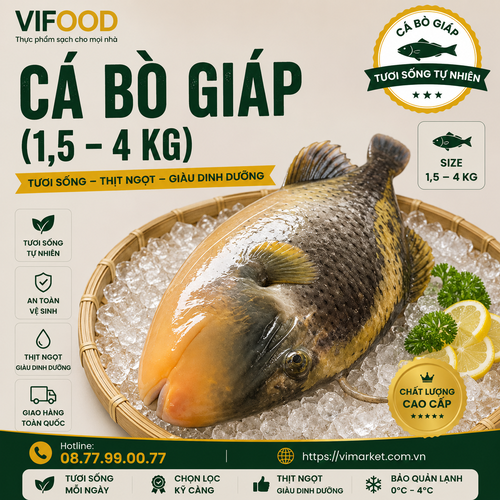 Cá Bò Giáp (1,5—4 kg)
