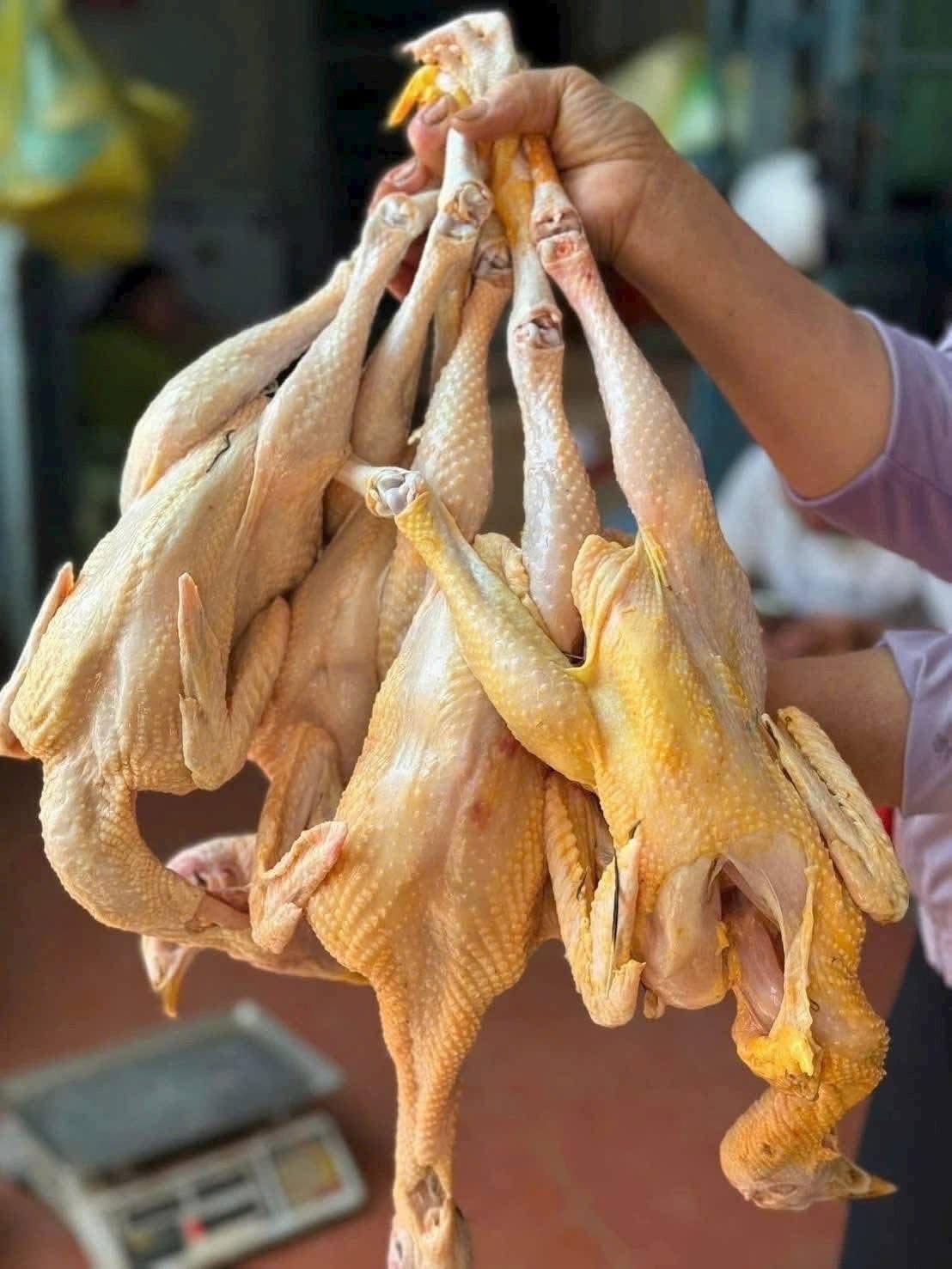 Gà Tre Thịt Tươi Làm Sạch – Size 0.8–1.1kg/Con