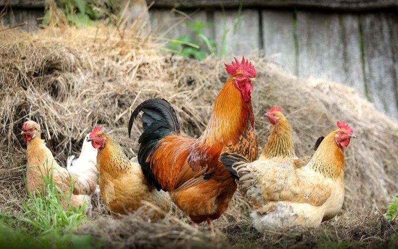 Gà Tam Hoàng Làm Sạch Tươi Ngon