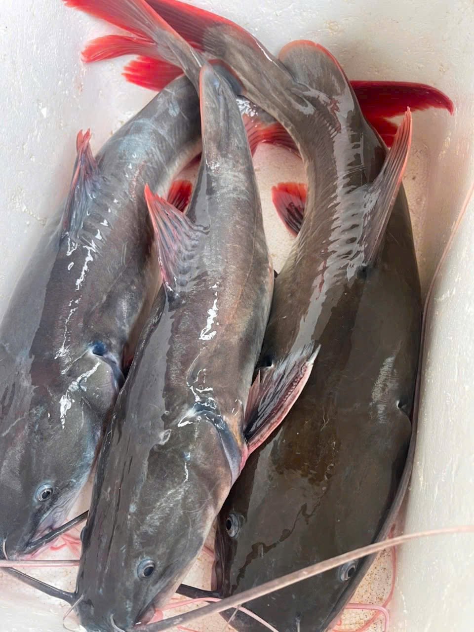 Cá Lăng Đỏ Tươi Ngon Loại 1