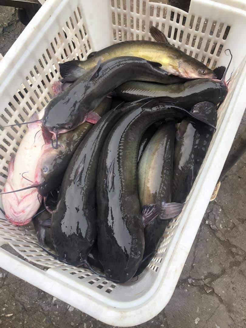 Cá Lăng Đen Tươi Ngon Loại 1