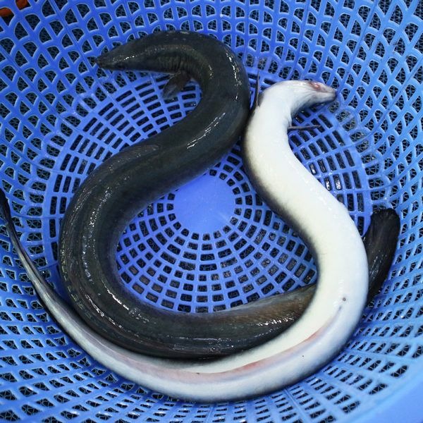 Cá Chình Sông Tươi Ngon Loại 1