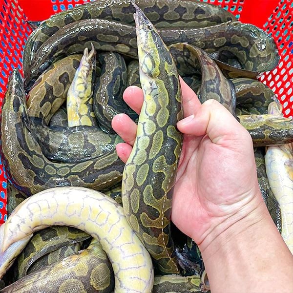 Cá Chạch Lấu Tươi Ngon Loại 1