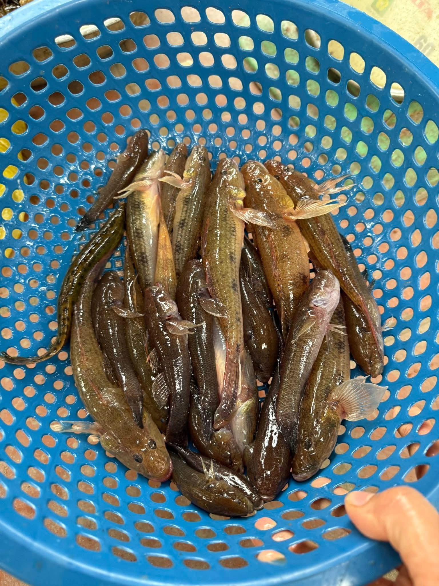 Cá Bống Cát Tươi Sống