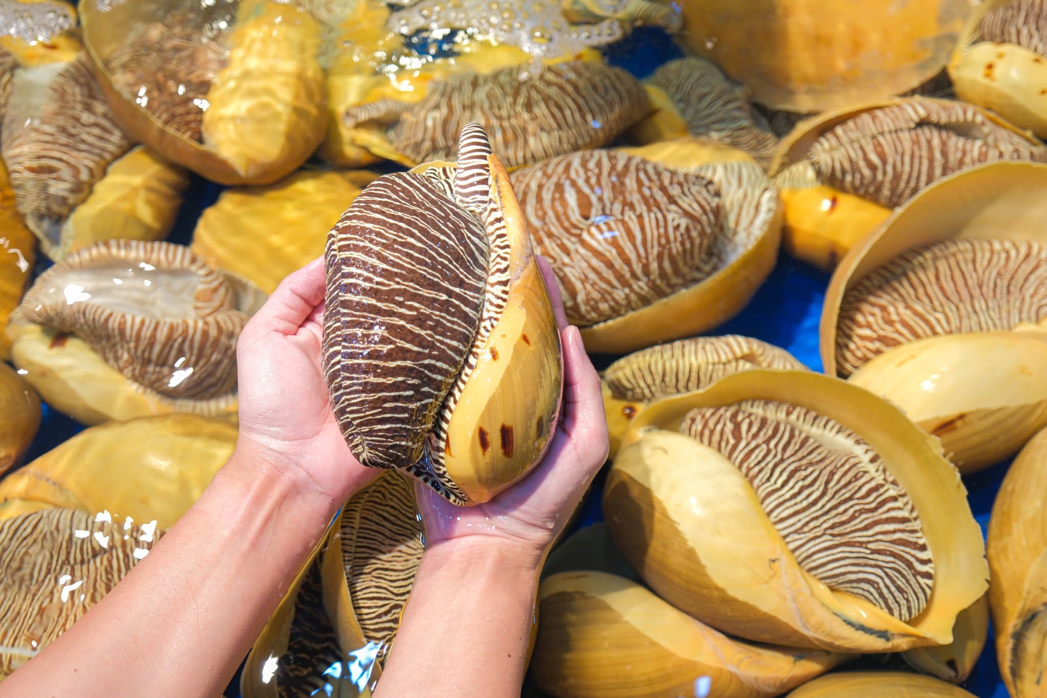 Ốc Giác Tươi Sống Loại 1