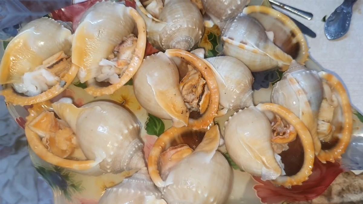 Ốc Tỏi Tươi Sống Loại 1