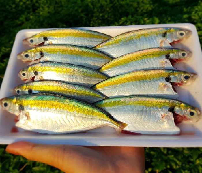 Cá Chỉ Vàng Tươi Ngon Giá Sỉ