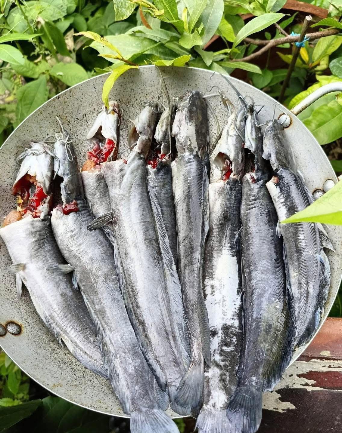 Cá Trê Đen Làm Sạch Loại 1 – Size 3–4 Con/Kg