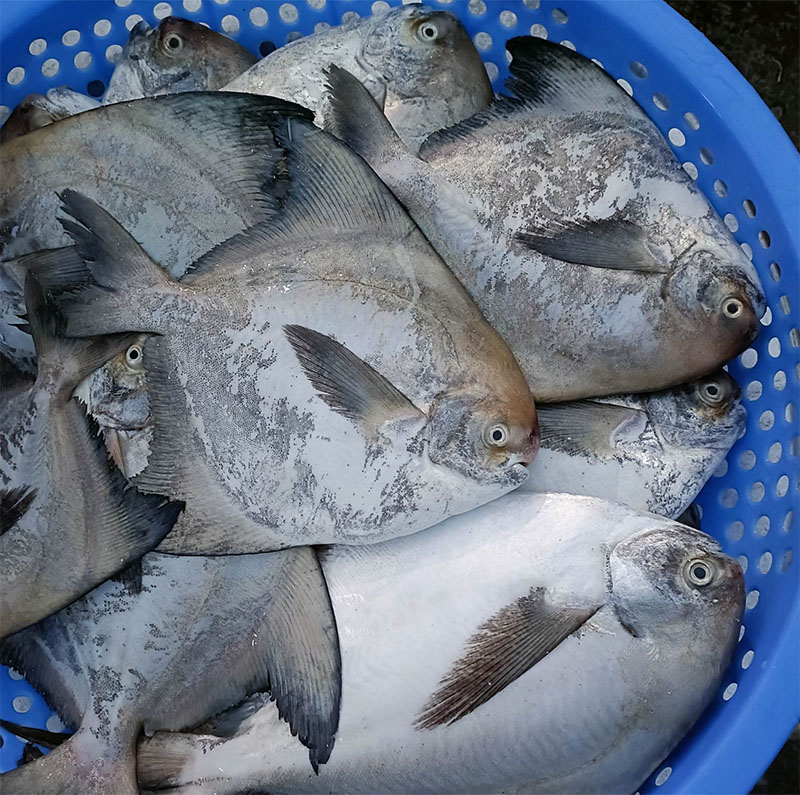 Cá Chim Đen Tươi Sống Loại 1