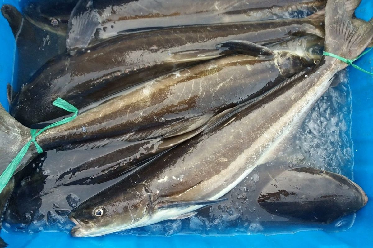 Cá Bớp Tươi Sống Giá Sỉ