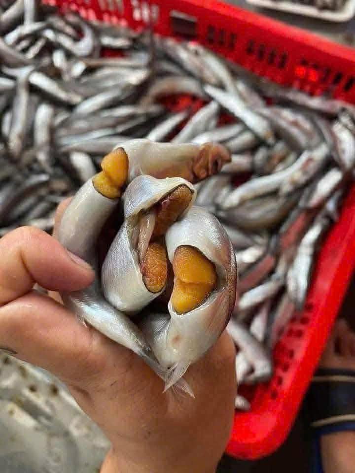 Cá Trứng Tươi Ngon – Hàng Tươi Mới Nhập Mỗi Ngày