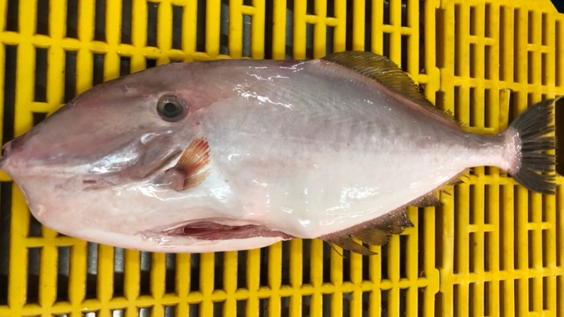 Cá Bò Da Tươi Sống Giá Sỉ