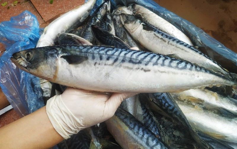 Cá Saba Tươi Sống Loại 1