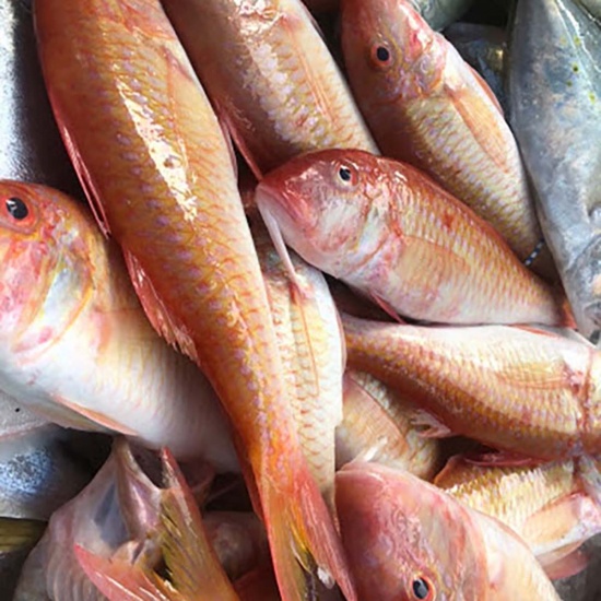 Cá Phèn Tươi Sống Loại 1
