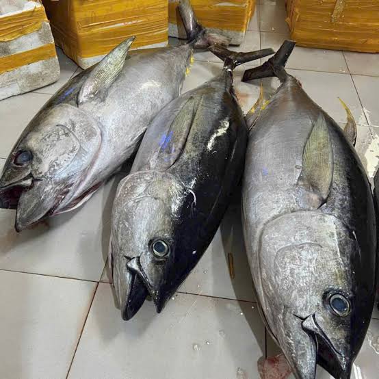 Cá Ngừ Tươi Sống Size 1–1,5kg/Con