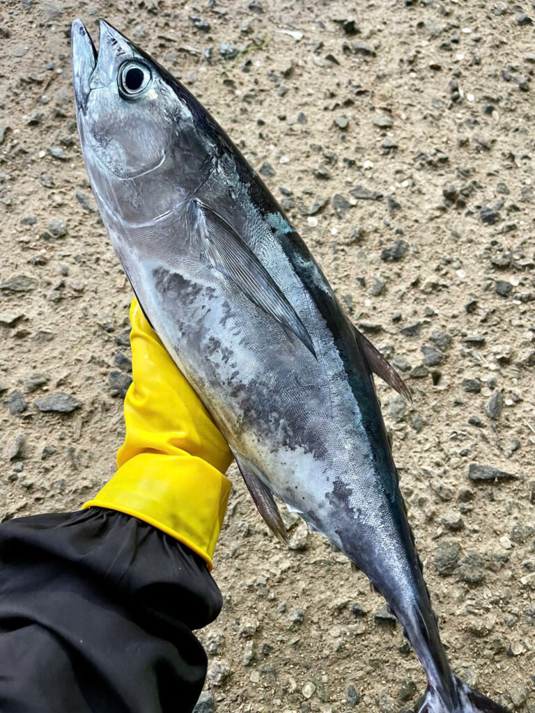 Cá Ngừ Tươi Sống Size 0,7–1kg/Con