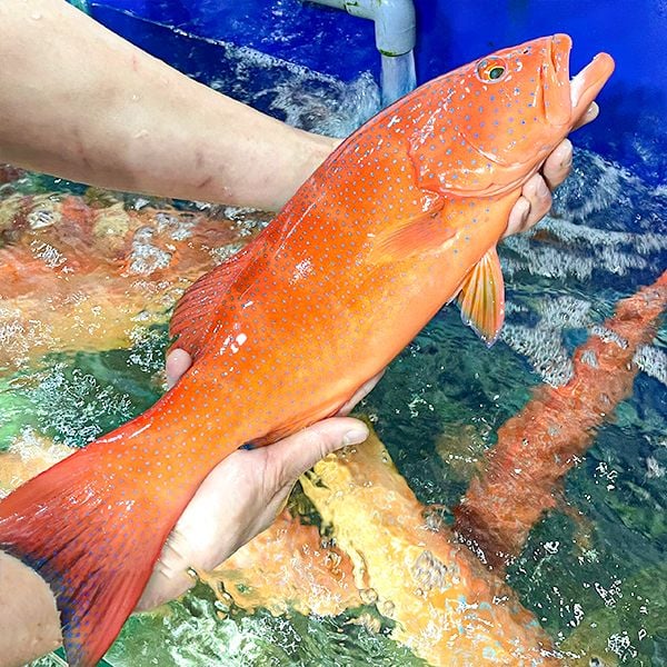 Cá Mú Đỏ Tươi Sống Loại 1