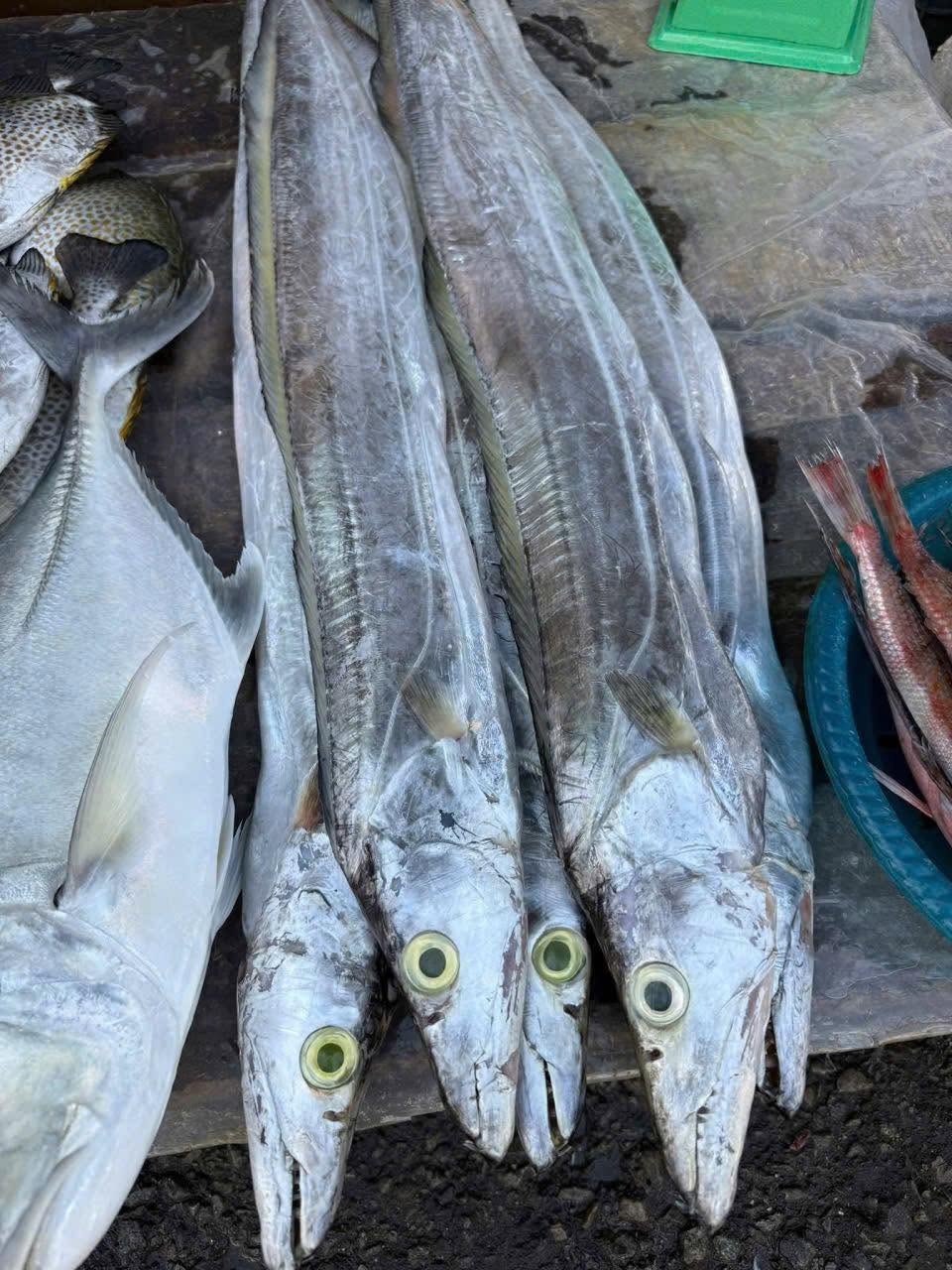 Cá Hố Tươi Sống Giá Sỉ Size 400–600gr/Con