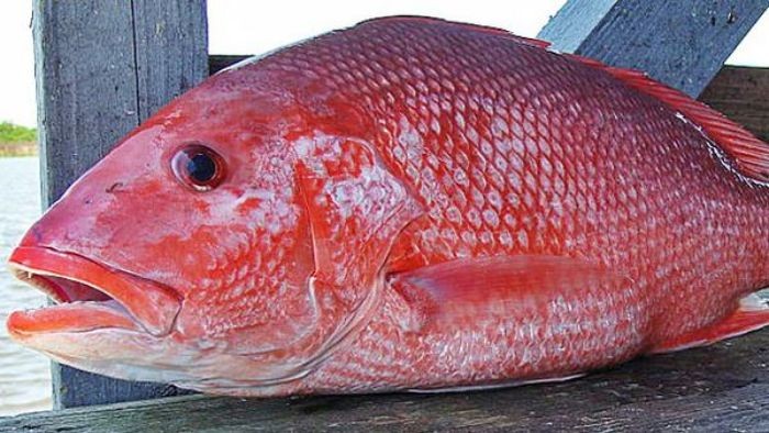 Cá Hồng Tươi Sống Loại 1 Size 400–600gr/Con