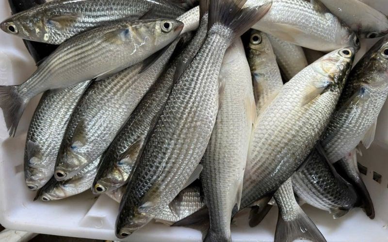 Cá Đối Tươi Sống Loại 1 Size 400–600gr/Con