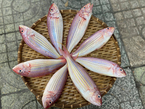 Cá Hường Tươi Sống Loại 1 Size 6–7 Con/Kg