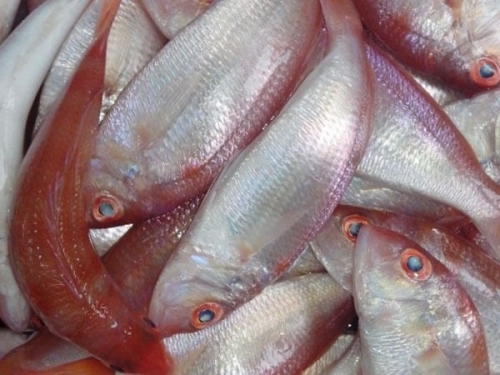 Cá Hường Tươi Sống Loại 1 Size 4–6 Con/Kg