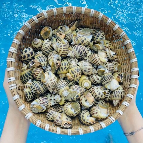 Ốc Hương Tươi Sống Loại 1 Size Cồ