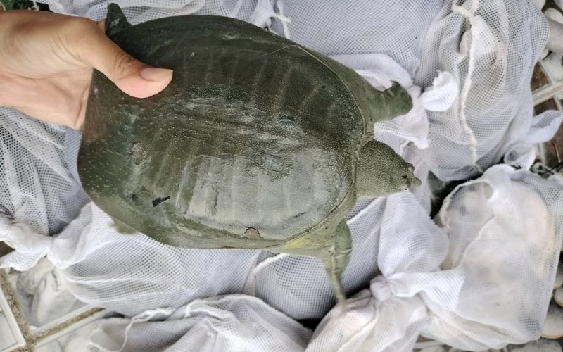 Ba Ba Thịt Tươi Sống Loại 1 Size 1Kg/Con