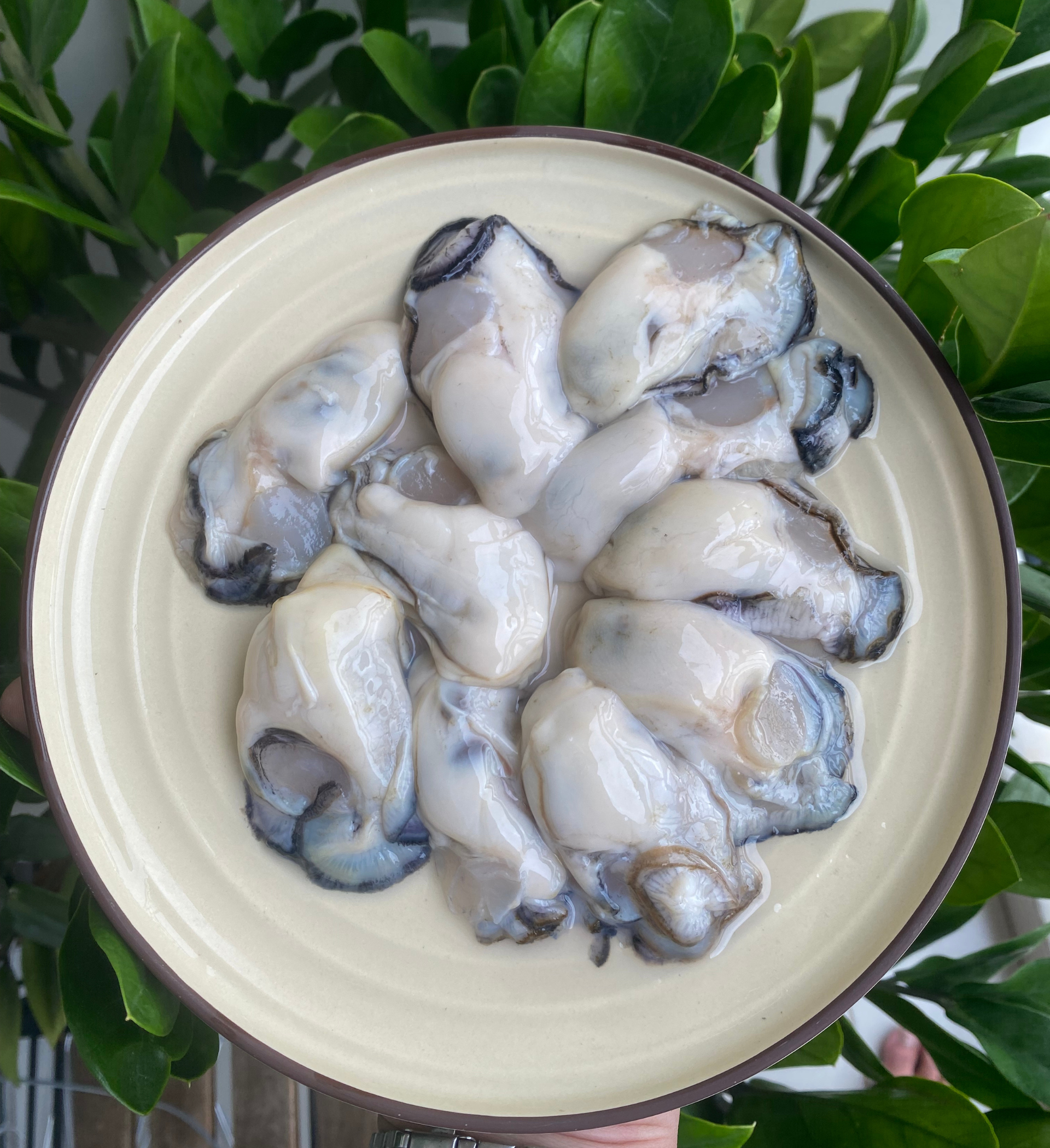 Ruột Hàu Sữa Tươi Ngon Loại 1