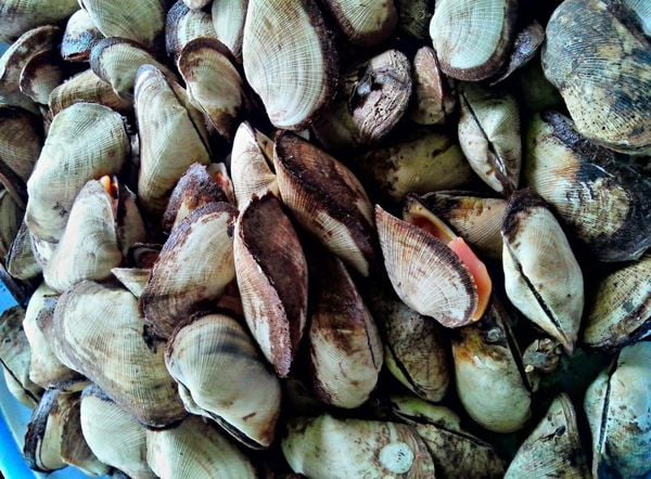 Sò Dẹo Tươi Sống Loại 1 Giá Sỉ