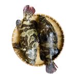 Cá mú cọp làm sạch Size 2,5-3 kg/con