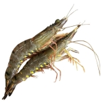 Tôm sú sống Size 50-60 con/kg