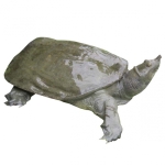 Ba Ba Thịt Tươi Sống Loại 1 – Size 1.5–1.7Kg/Con 