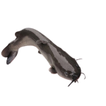 Cá lăng đen tươi sống Size 1,5-2 kg/con