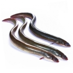 Cá Chình Sông Tươi Ngon Loại 1