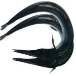 Cá xương xanh tươi nguyên con Size 2,5-3 kg/con