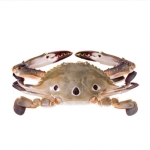 Ghẹ Ba Chấm Tươi Ngon Loại 1 – Size 6–7 Con/Kg 