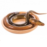 Lươn Thịt Tươi Sống Loại 1