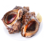 Ốc mặt trăng Size 20-30 con/kg