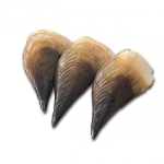 Sò mai sống Size 3-4 con/kg