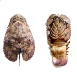 Tôm mũ ni đen (tôm vỗ) sống Size 2-3 con/kg