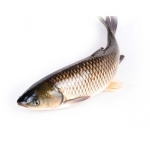 Cá Trắm Giòn Làm Sạch Tươi Ngon Loại 1