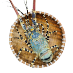 Tôm hùm bông (tôm hùm sao) Size 300-500 gr/con