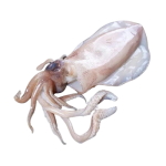 Mực lá câu tươi Size 1-1,2 kg/con