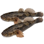 Cá Bống Mú Đen Tươi Sống Loại 1