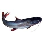 Cá lăng đuôi đỏ sống  Size 2-2,5 kg/con