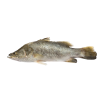 Cá chẽm sống Size 5-6 kg/con